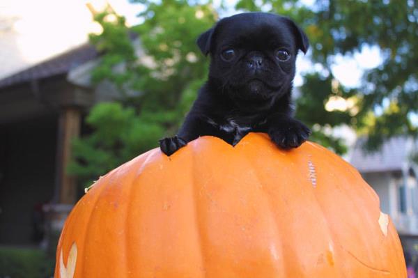 /Images/uploads/Humane Society of Utah/HSUCalendar/entries/1078thumb.jpg
